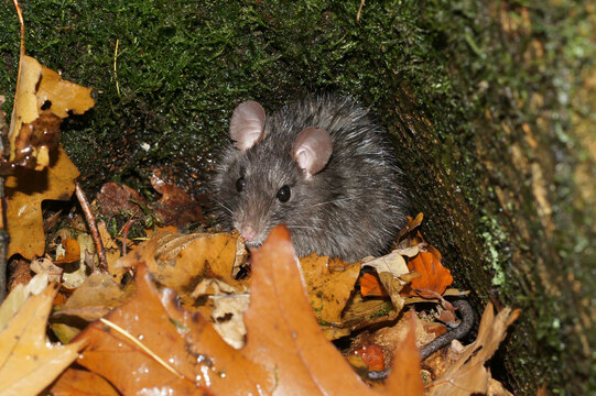 Closeup on a furry and wed black rat, Rattus rattus, hiding from the rain in the forest