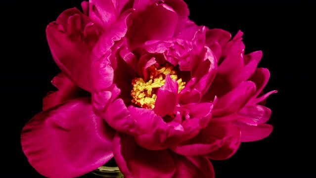 Red Peony Open Flower in Time Lapse on a Black Background. Vedding Concept. Side View on Pink Flower with Yellow Stamens