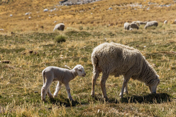 Obraz premium Herd of sheep grazing in the mountains