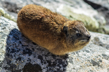 marmot on table mountain