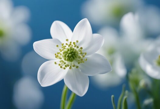 Beautiful white spring flower snowdrop anemone macro close-up on blue blurred background with a soft