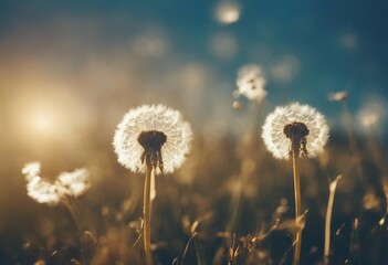 Dandelions in the morning sun on a blue background Seeds of dandelion wind blows