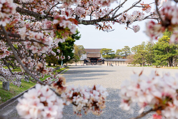 Cherry blossom in Kyoto Gyoen National Garden. Kyoto, Japan.