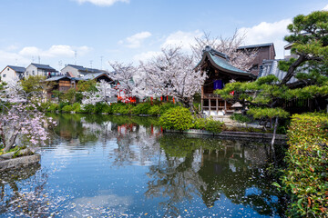 Kyoto, Japan - March 27 2023 : Shinsenen Garden. Full blooming cherry blossoms and reflections in...