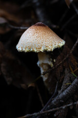 Chestnut Dapperling or Petite Parasol (Lepiota castanea)
