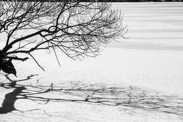 Black and white silhouette of a tree on the snow black and white