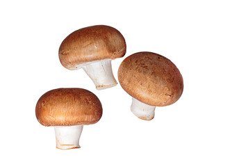 freigestellte braune Champignons Pilze auf einem transparentem Hintergrund