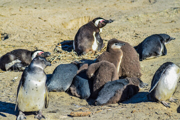 Penguins on the beach in south africa, boulders beach, simons town, cape town