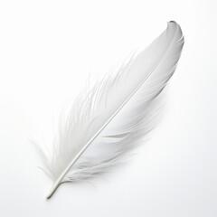 feather on white white feather isolated on white background
