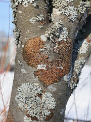 Spotted Camouflage Lichen, Melanohalea olivacea, growing on European rowan in Finland