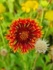 Gaillardia pulchella Or firewheel, Indian blanket, Indian blanketflower, or sundance flowers