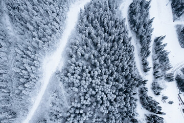 Top view with snow covered trees in pine forest in mountains