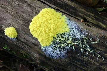 Dog vomit slime mold, Fuligo septica, also called scrambled egg slime mold or flowers of tan,...