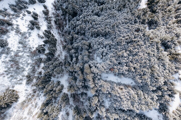 Top view with snow covered trees in pine forest in mountains