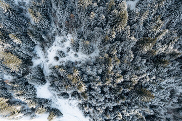 Top view with snow covered trees in pine forest in mountains