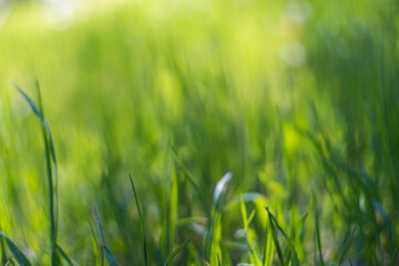 Summer background. Green grass close-up