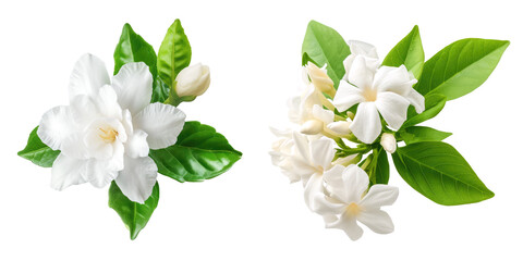Set of white jasmine flowers isolated on white or transparent background.