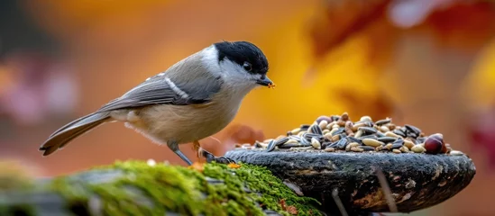 Poster Adorable Marsh tit feeds on a bird table filled with sunflower seeds, nuts, and dried mealworms, on a mossy log during European autumn in November. © AkuAku