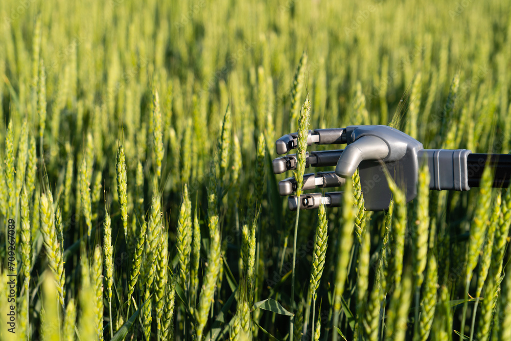 Poster robot hand with ears of rye. smart farming and digital transformation in agriculture 4.0.