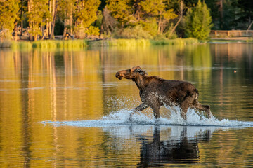 Moose running in water