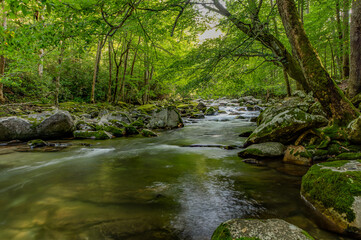 stream in the forest