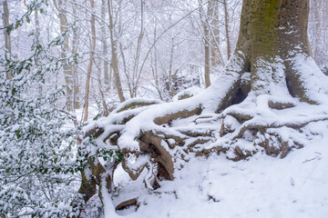 White big tree in park in winter. White snow landscape.