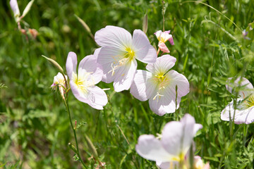 Polemonium carneum flower. nature concept. flowering plant in nature. carneum flower plant outdoor