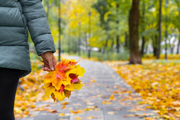 a girl walks through the park with a herbarium of autumn leaves