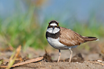  Little Ringed Plover
