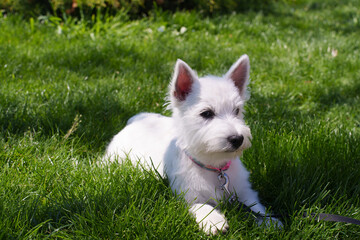Fototapeta na wymiar Cute West Highland White Terrier lies in the grass. High quality photo