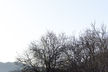
Horizonte con árboles caducifolios, sin hojas en el mes de enero
