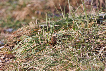 A wren sits between the dry blades of grass at the Schwanensee lake near Mering on a sunny winter's day