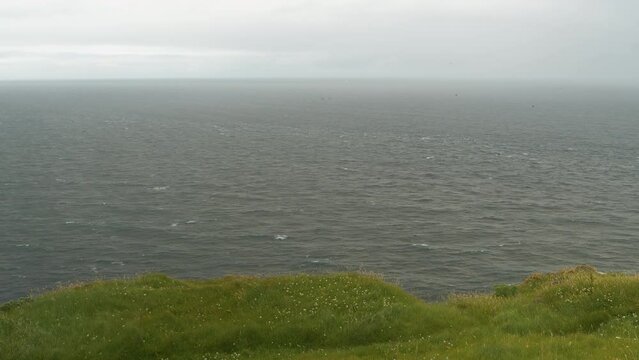 Unrelenting wind whips grassy cliff tops above raging Atlantic Ocean in northern coastline of Scotland on a stormy day. Colonies of seabirds circling around steep cliffs in harsh Scottish weather.
