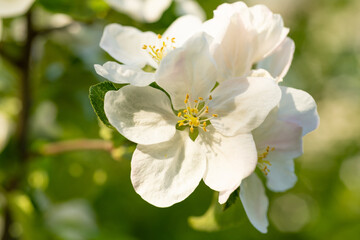 one spring flower blossom. spring blossom flower on branch. photo of spring blossom flower