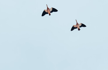 Birds in flight against a soft blue sky