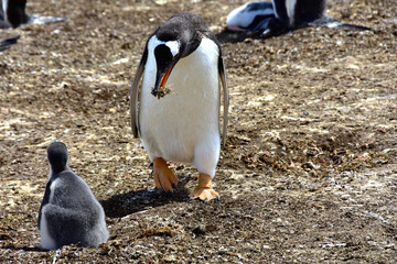 A Gentoo Penguin bringing food to the Chick.