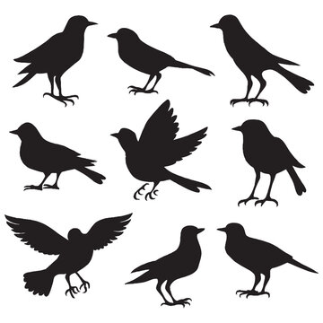 Set of a flock of flying different birds silhouettes Collection of different cartoon black birds on white background. Vector illustration.