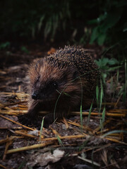 A hedgehog on a forest road