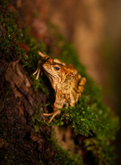 frog on the tree