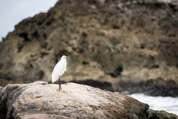 Little egret standing on a rock by the Caribbean Sea. - obrazy, fototapety, plakaty