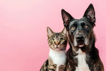  Dog and cat sitting together on pink background and looking at camera. Pets posing. Friendship between dog and cat. © Lazy_Bear
