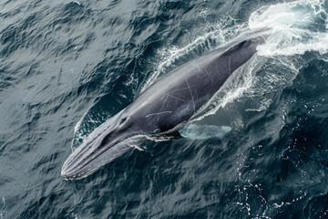 Naklejka premium Blue Whale swimming in ocean. Humpback Whale in water