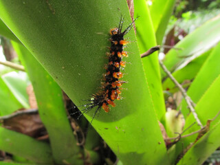An orange spiny caterpillar on a leaf