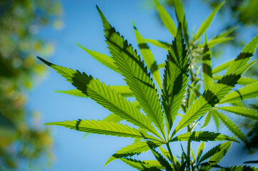 A young hemp plant against the blue sky. Texture of young leaves of marijuana. Selective focus.