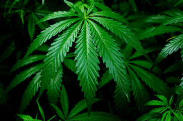 Wet cannabis leaves after rain. A leaf of cannabis after rain with drops of water. Selective focus.