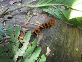 A caterpillar with orange spines on a tree trunk