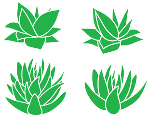 Blue agave set isolated on white background. Side view of Mexican traditional succulent plant, used for production of tequila. Vector hand drawn green isolated on white icons bundle