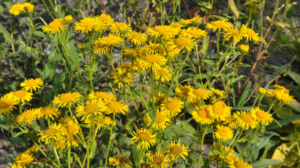 Obraz premium Inula blooms in the wild in summer.
