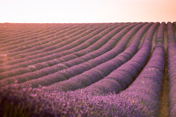 Sunset on a lavender field on Valensole plateau - obrazy, fototapety, plakaty
