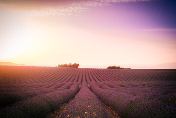 Dream like sunset above lavender field on Valensole plateau